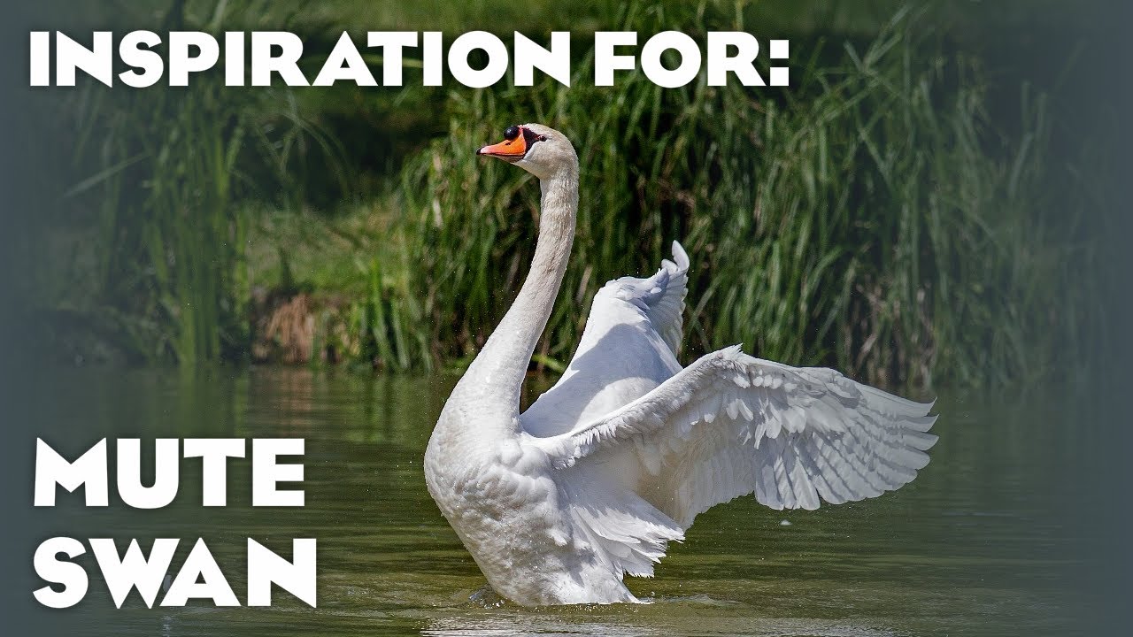 12 Real Swan Habitats! (Planet Zoo: Eurasia Animal Pack Inspiration)