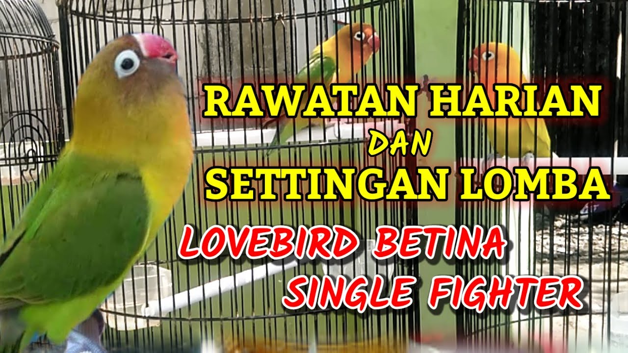 Rawatan dan Settingan Lomba Lovebird Betina Single Fighter