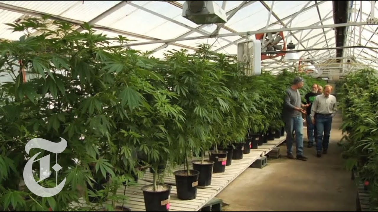 The Fight Over Medical Marijuana | Op-Docs | The New York Times