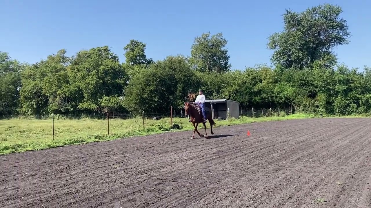 Texas Equine Online Horse Show Fall 2025: Betsy and Ginger. Vintage Western Horsemanship
