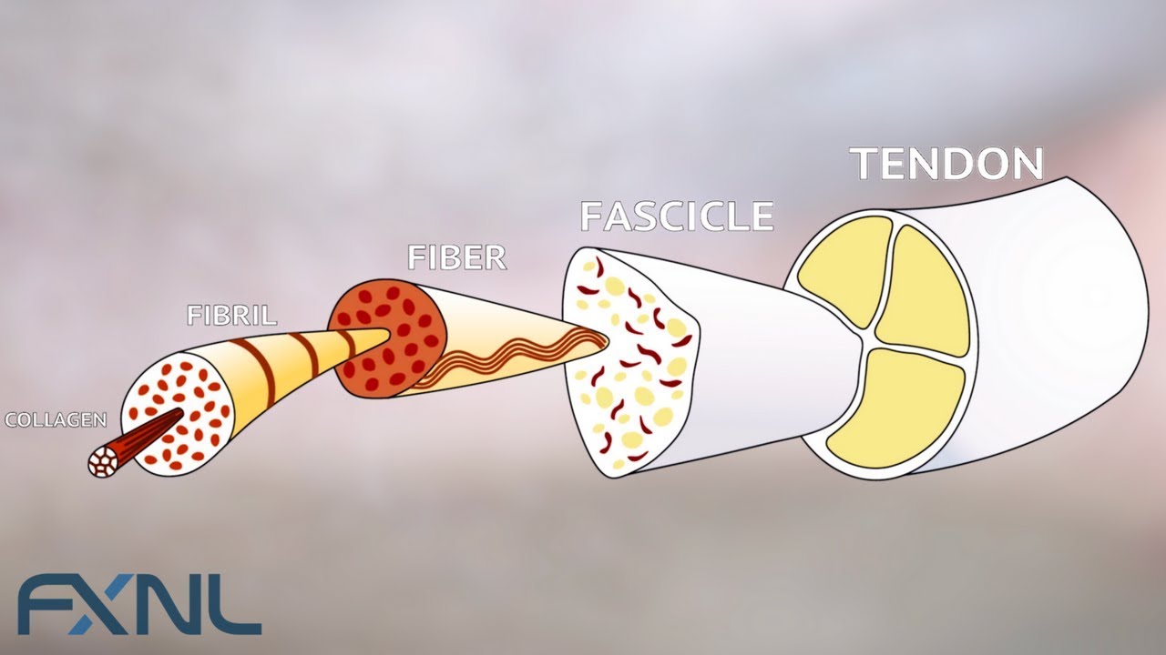 Tendinitis, Tendinosis, Tendinopathy? Exercise is the best medicine for tendon pain.