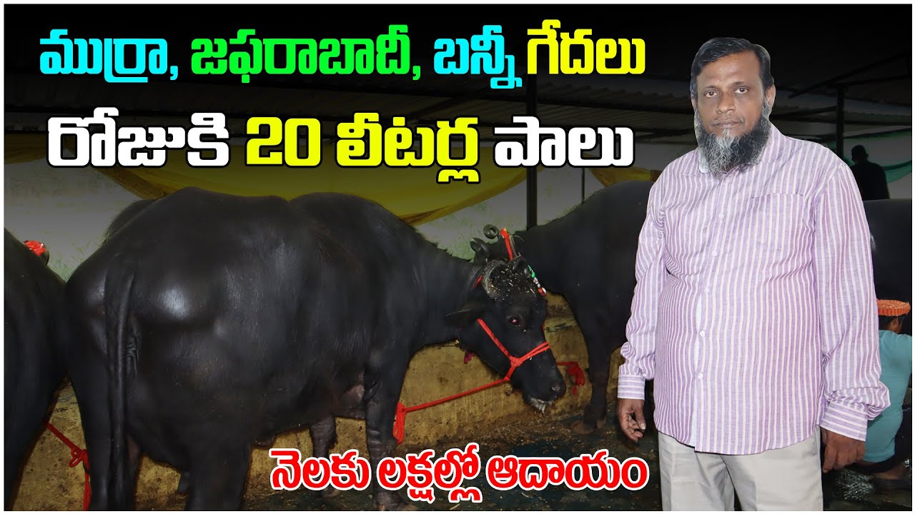 రోజుకి 20 లీటర్ల పాలు - నెలకు లక్షల్లో సంపాదన | Murrah Buffalo | Banni Buffalo | Jafarabadi Buffalo