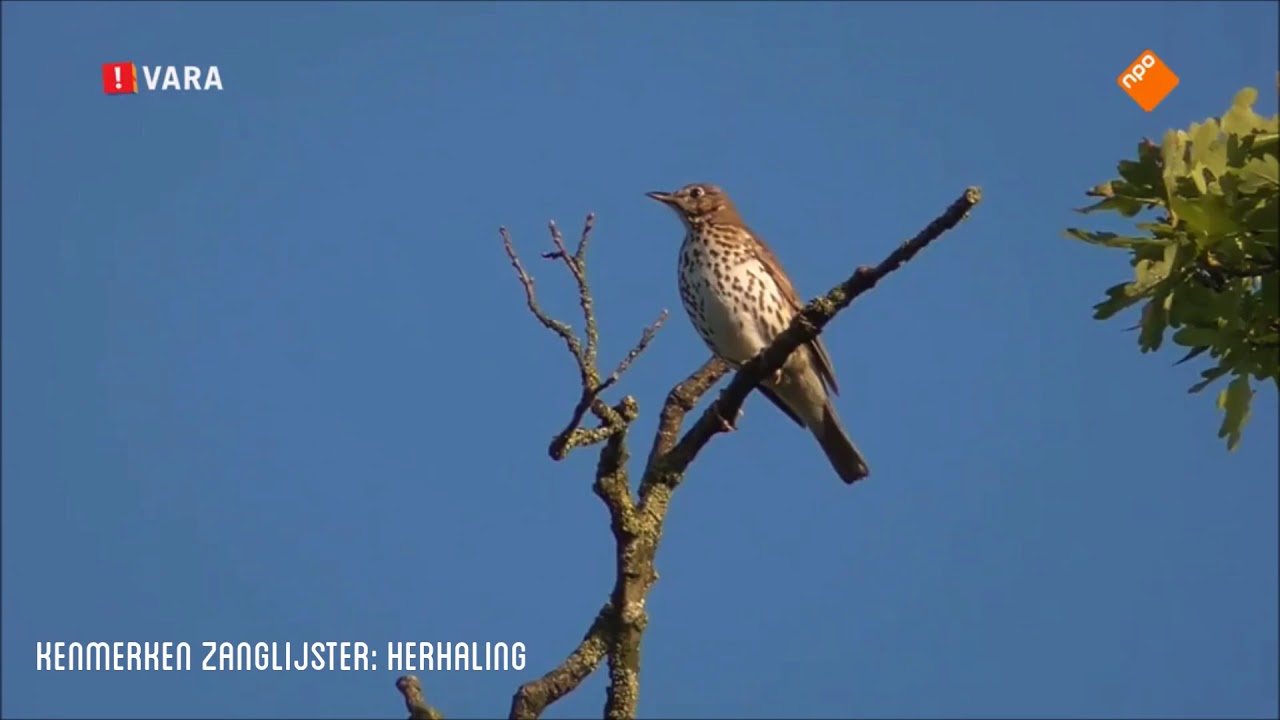 Vroege Vogels - Cursus Vogelzang
