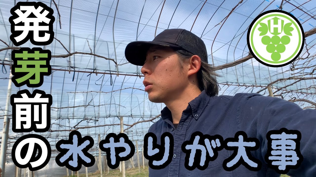 発芽前の水やりが大事 林ぶどう園2021-2-28