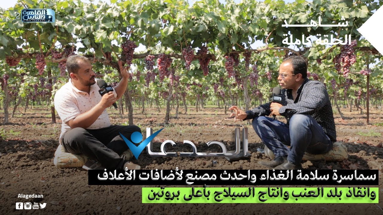 سماسرة سلامة الغذاء واحدث مصنع لأضافات الأعلاف وانقاذ بلد العنب وانتاج السيلاج بأعلى بروتين