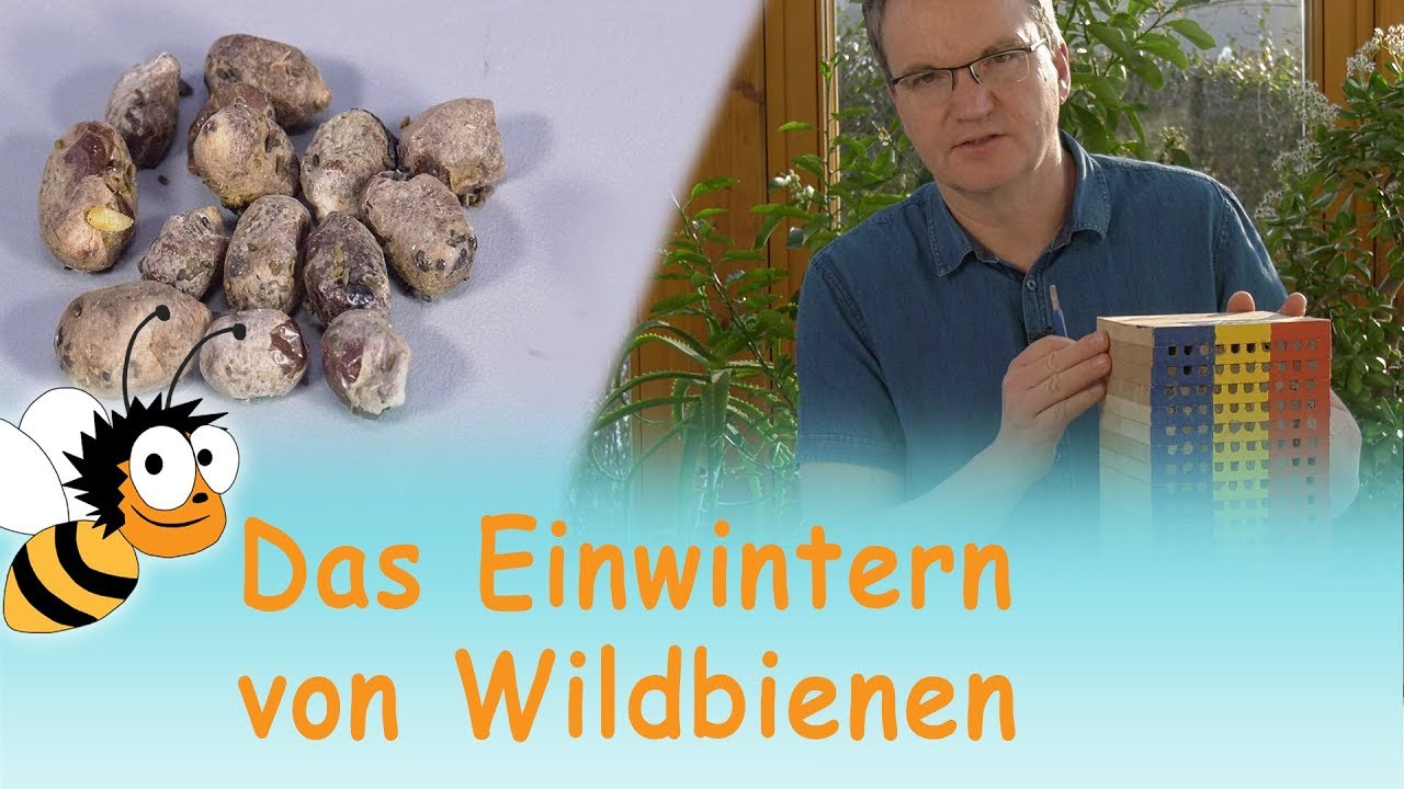 Einwintern von Wildbienen | Videotutorial | Wildbienengarten