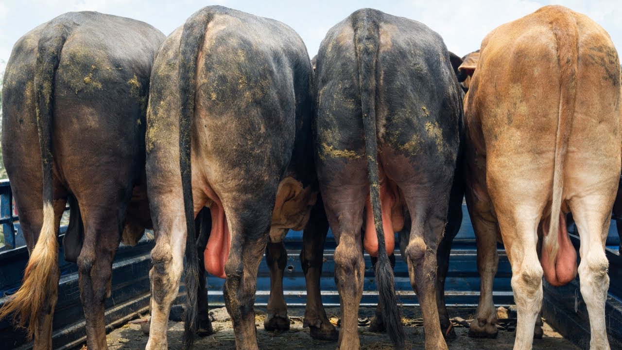 Cow unloading, cow videos, cow video, animal, big cow, goru hamba cow, Ep-275