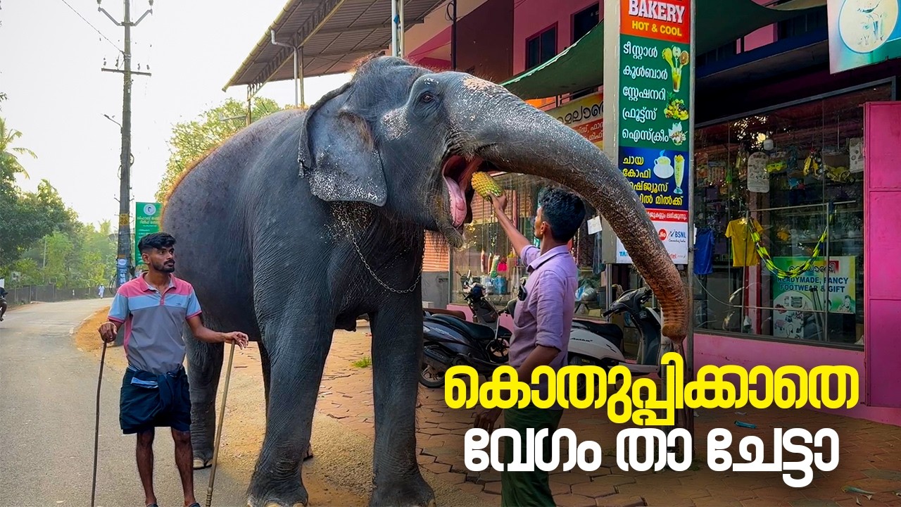 കൊതുപ്പിക്കാതെ വേഗം താ ചേട്ടാ  🤣🤣I Kaveri Elephant Malappuram #aana #kaveri #shorts