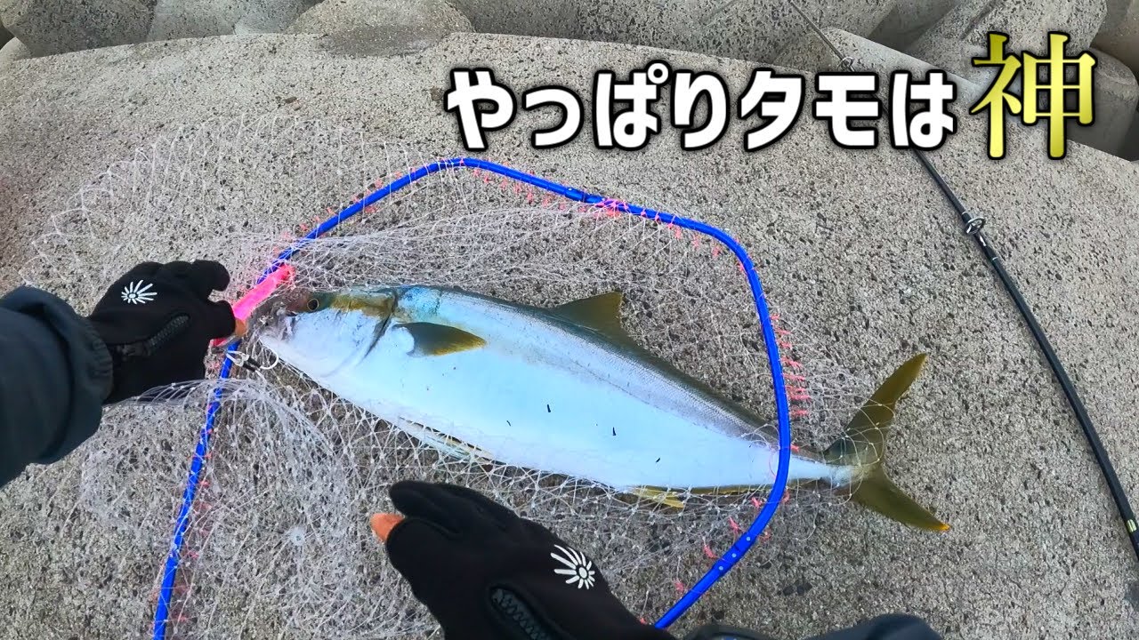 テトラでの青物ランディングはタモがお勧めです【ショアプラッキング】