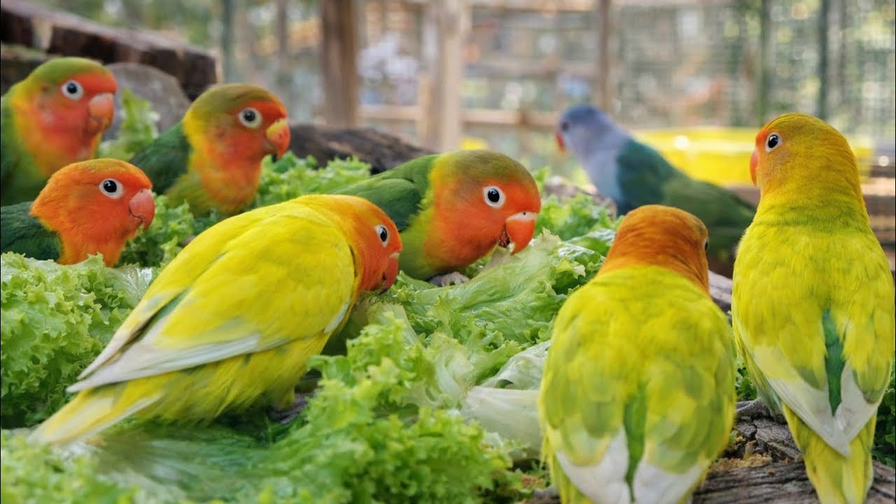 Lovebird Colorful 💚❤️#lovebirds #sunconure #parrotlover #birds #cutelovebird