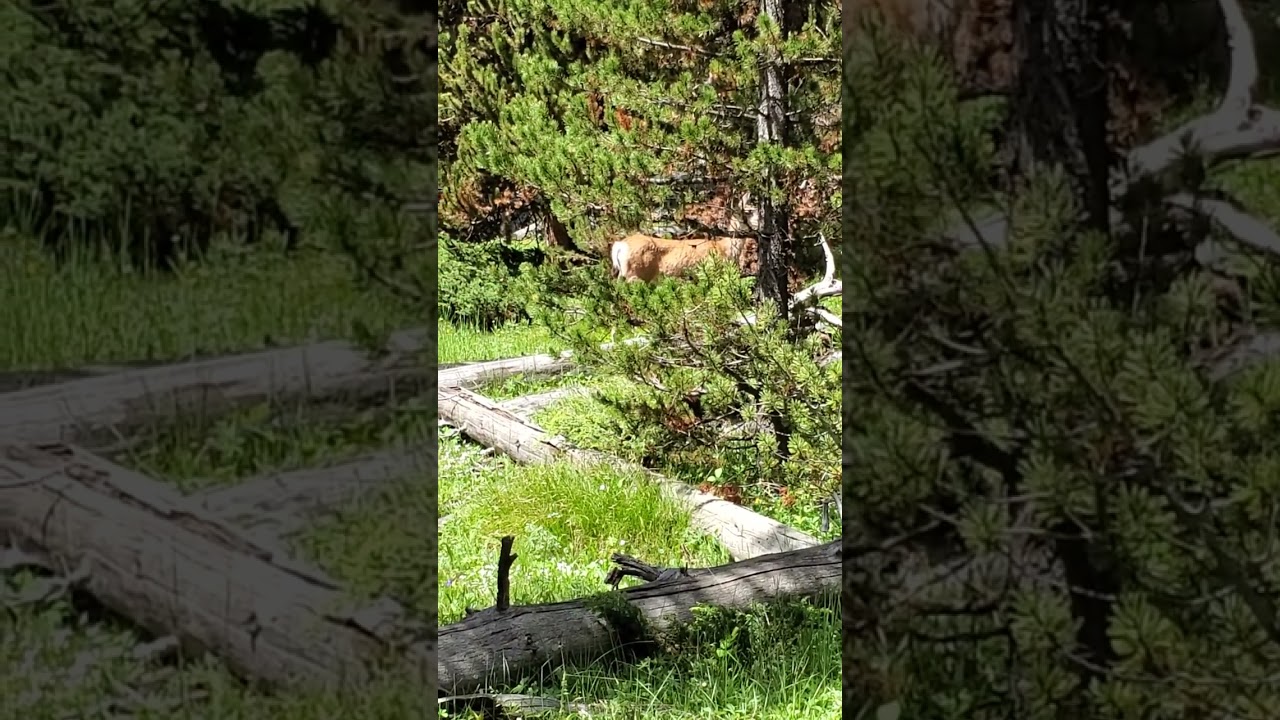 Deer at Yellowstone National Park 