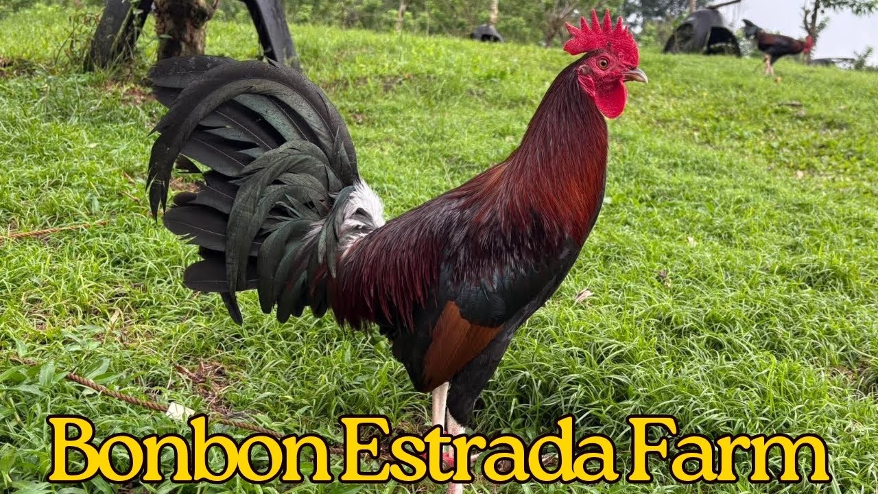 Beautiful View Best Big Farm Philippines Mr. Bonbon Estrada Free Range Feeding Time