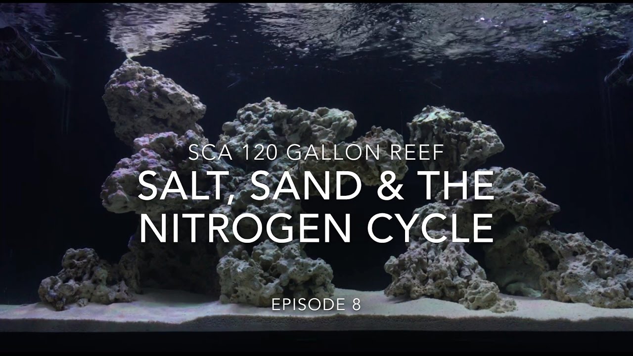 SCA 120 Gallon Reef Tank | Ep.8 | Salt, Sand & The Nitrogen Cycle ALMOST done..