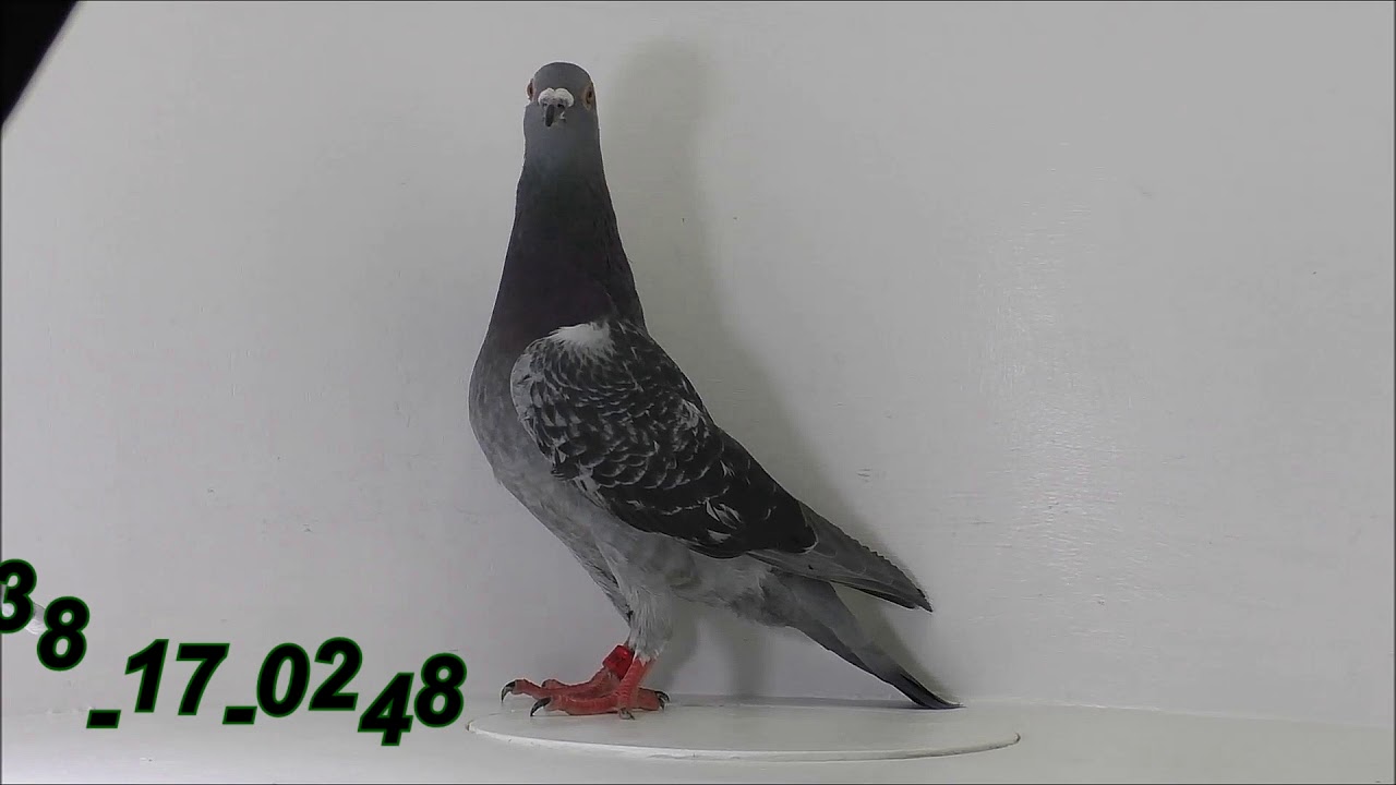 Fa&szlig;elt & Risthaus 0248 Versteigerung 2017