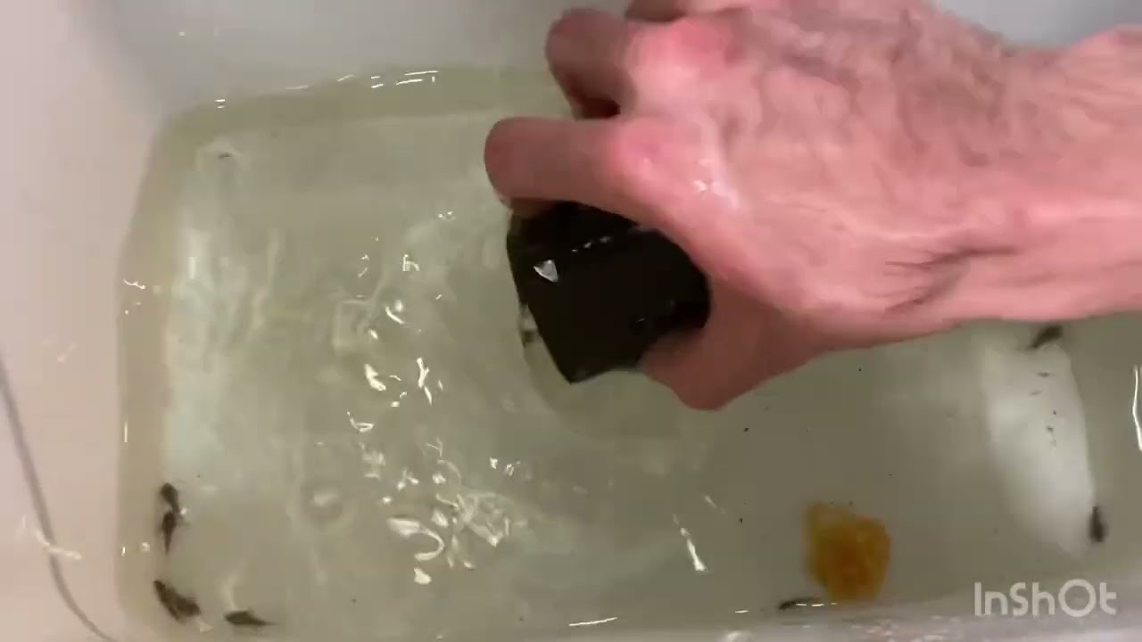 L236 PLECO FRY! double spawn lots of EGGS