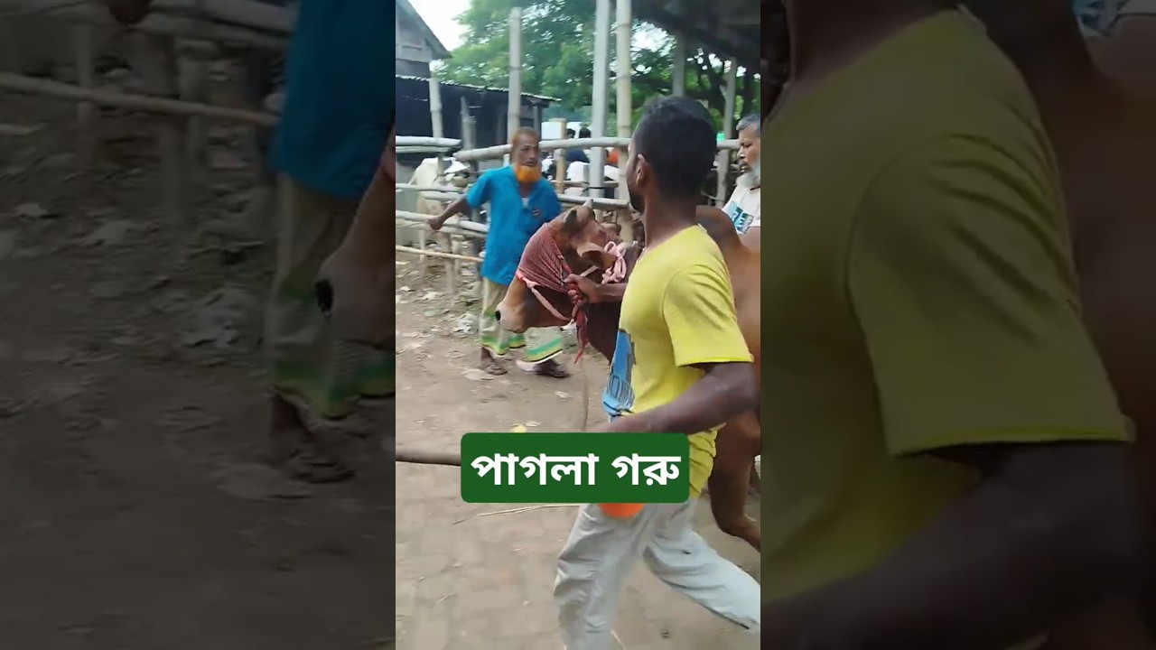 Madness cattle in cattle market #cow #madness #cattle #cowmarket2025
