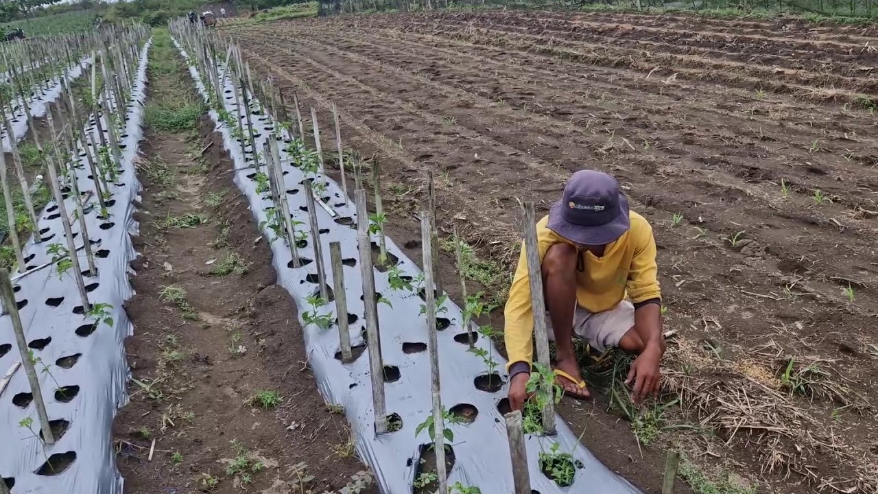 REMOVING WEEDS FROM CHILI PLANTS THE NATURAL WAY | NO TOOLS NEEDED!-agriculture farming