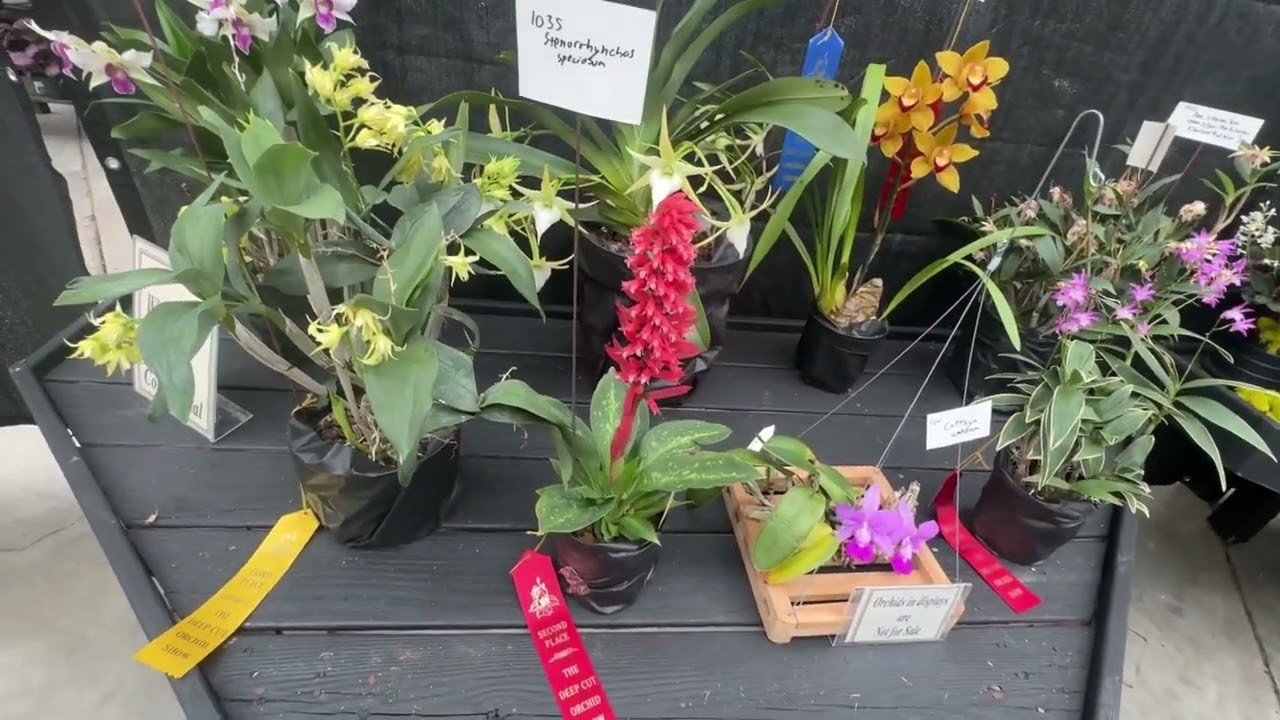 Deep Cut Orchid Show