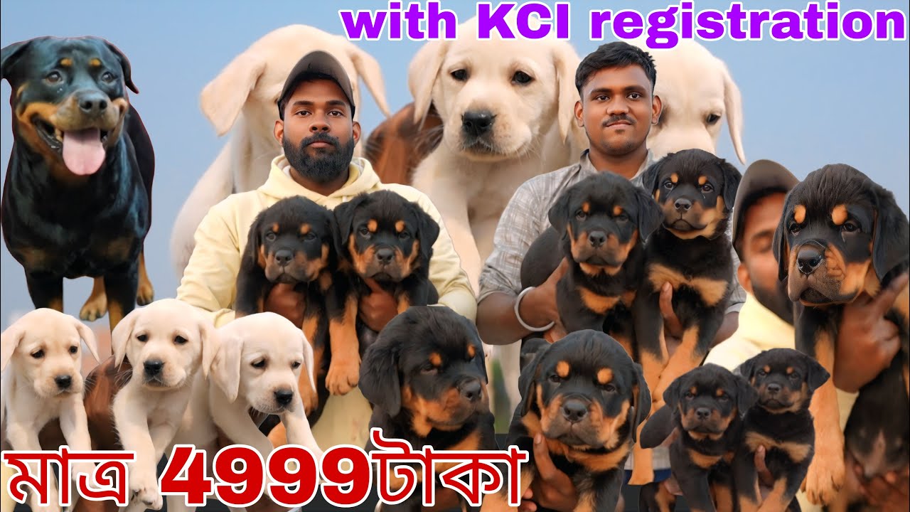 মাত্র 4999টাকা তে puppy!Show quality rottweiler puppies with KCI registration!Dog market in Kolkata