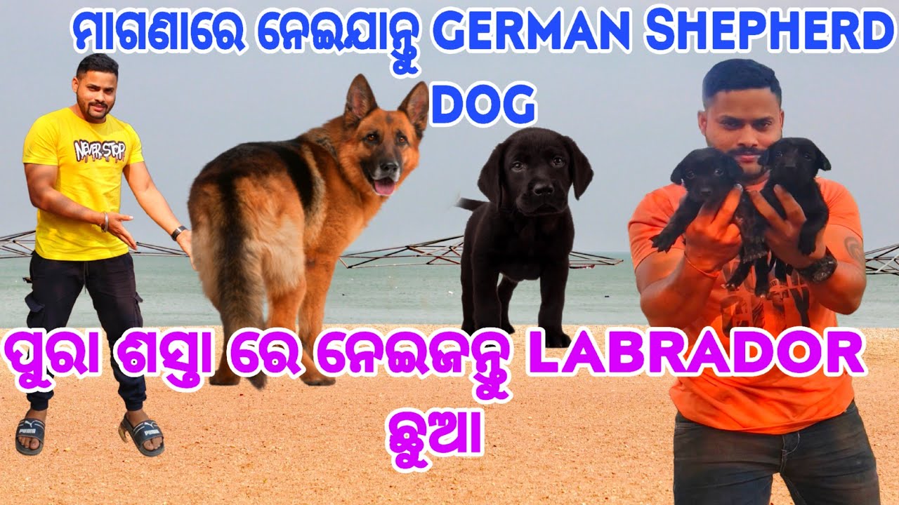 କମ୍ ପଇସା ରେ🥰 ନେଇଯାନ୍ତୁ LABRADOR PUPPY 🐶🥰 || CHIKU-PET-VLOGS ||