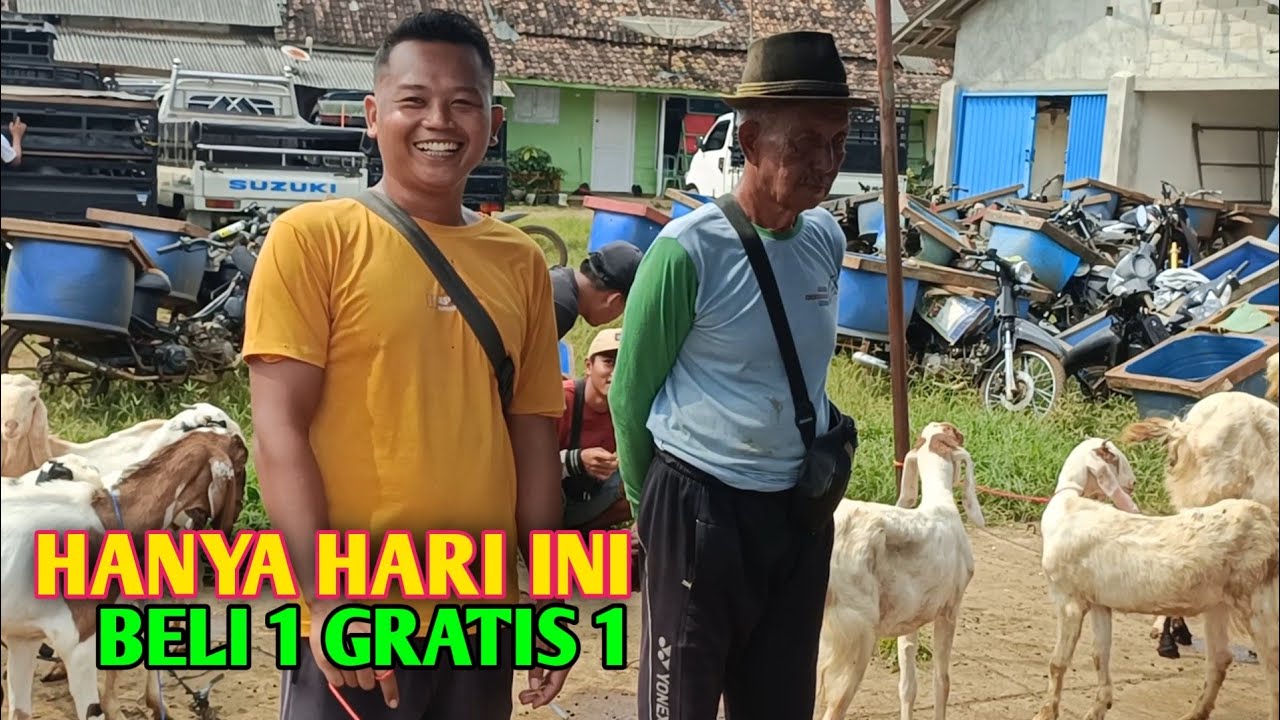 Harga Kambing Hari ini Gila Gilaan Coy