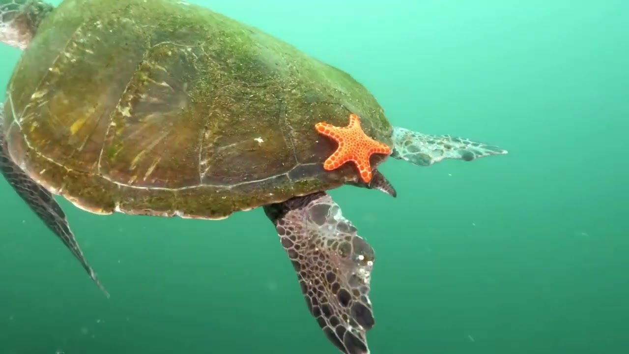 15 minutes underwater   15 минут под водой