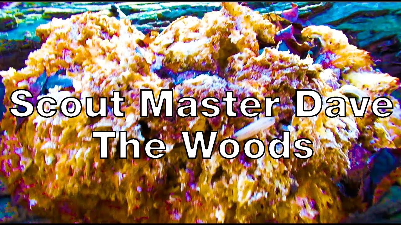 Scout Master Dave: The Woods