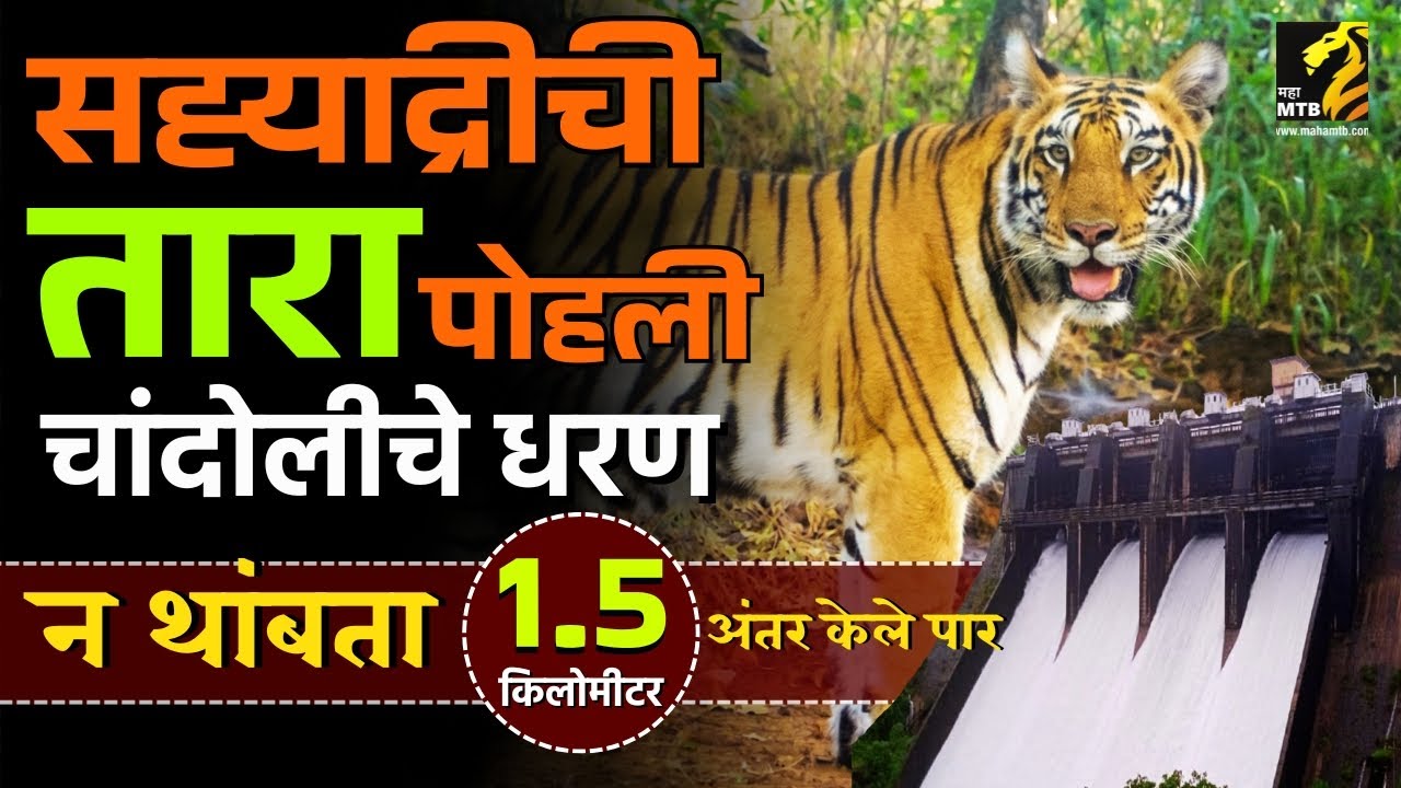 सह्याद्रीत तारा पोहून गेली चांदोलीचे धरण🐯| Sahyadri's Tara crossed chandoli dam | MahaMTB
