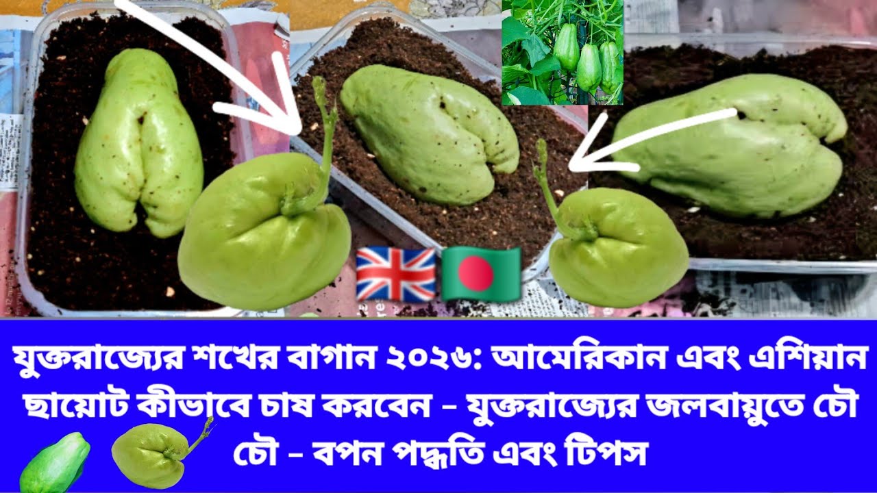 UK Hobby Gardening 2026: How to Grow American and Asian Chayote - Chow Chow in UK Climate - Sowing