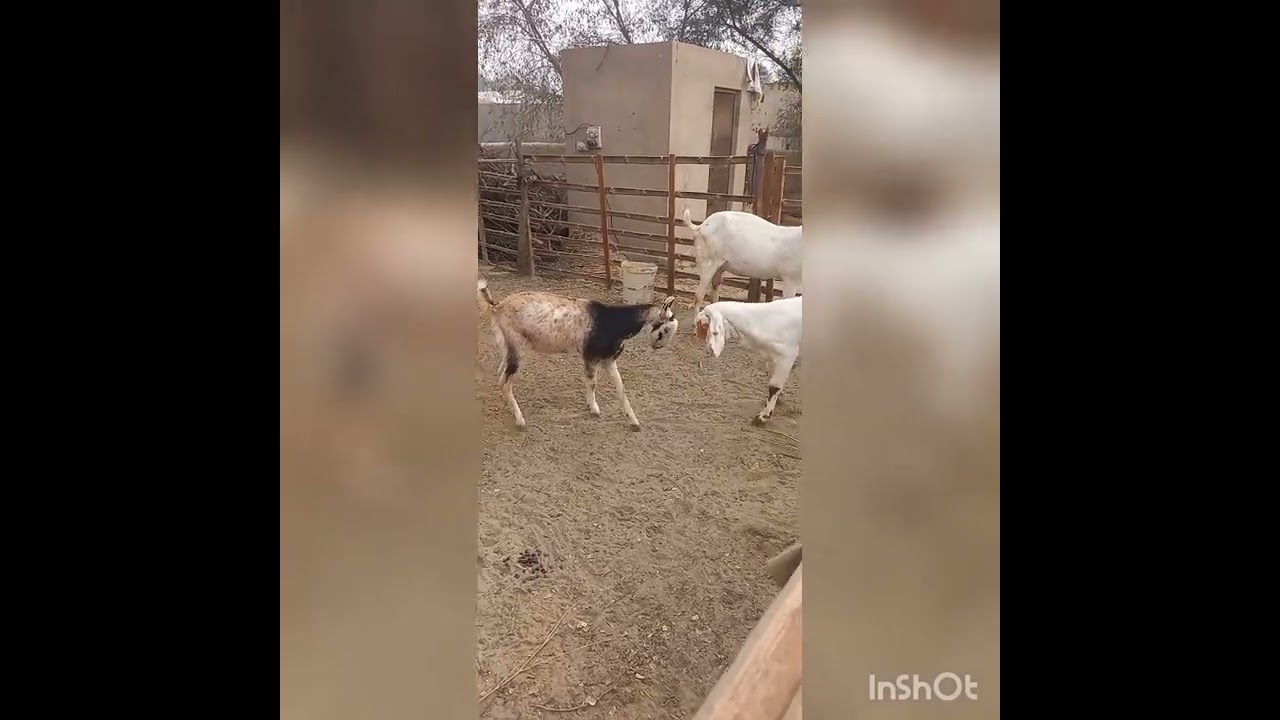 Bari And White nukri Goats