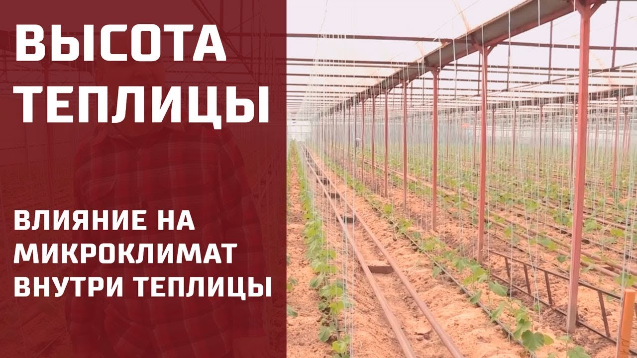 Какая должна быть высота теплицы?