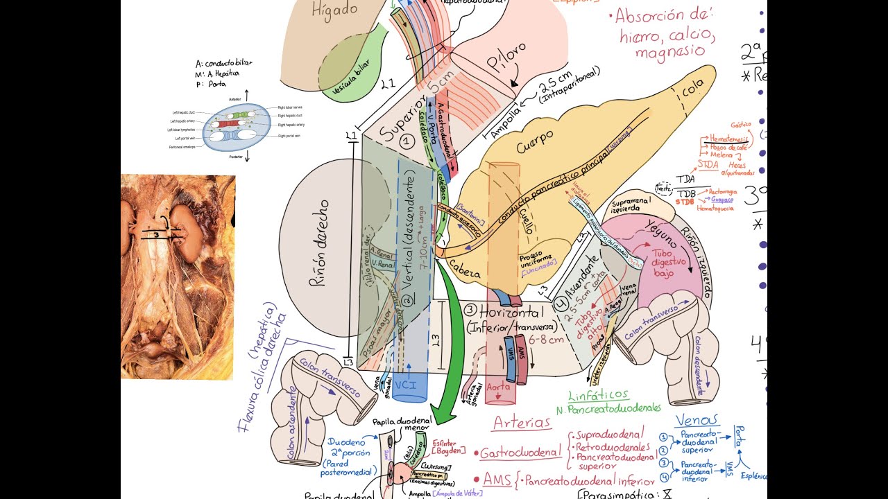 Anatomía: duodeno