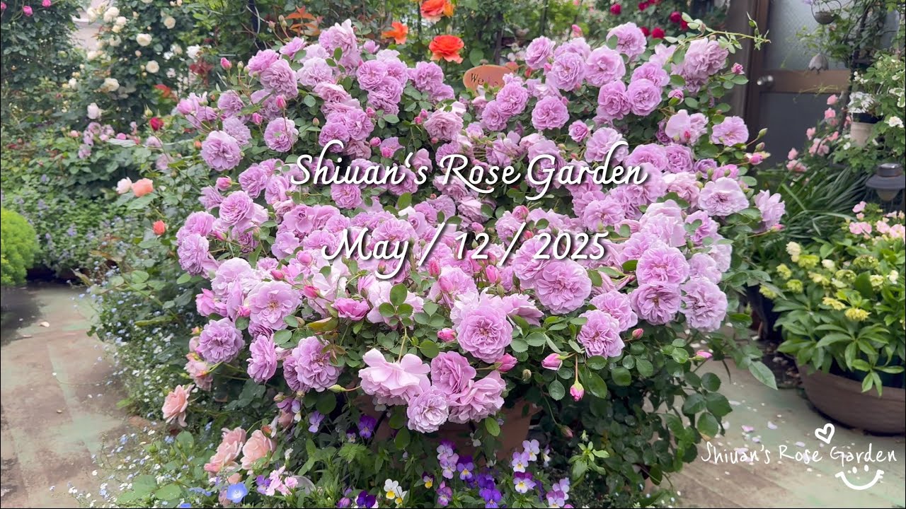 2025（7）Shiuan‘s Rose Garden 2025/5/12 花園日記　 #バラ #garden