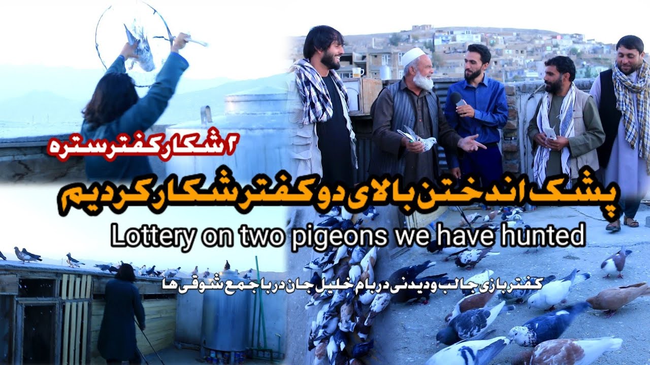 پشک انداختن بالای دو کفتر که شکار کردیم| Lottery on two pigeons we have hunted