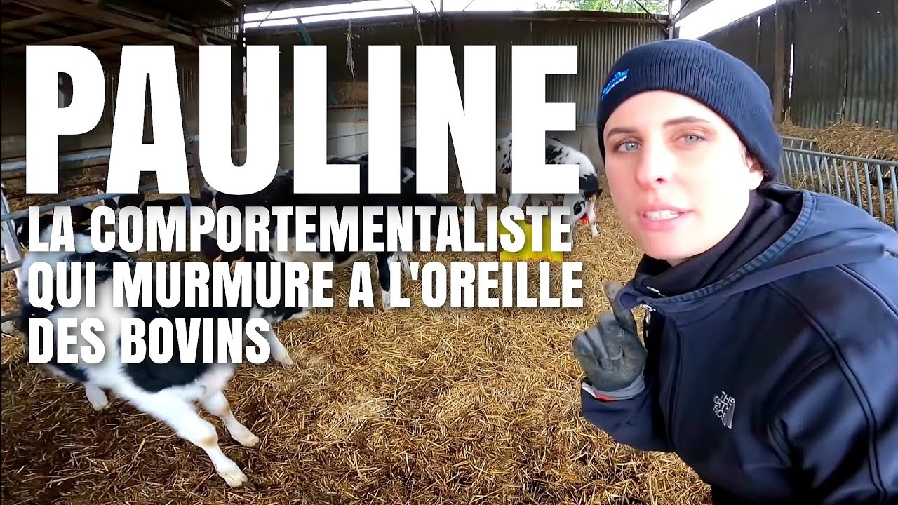 PAULINE, la comportementaliste qui murmure a l'oreille des veaux !
