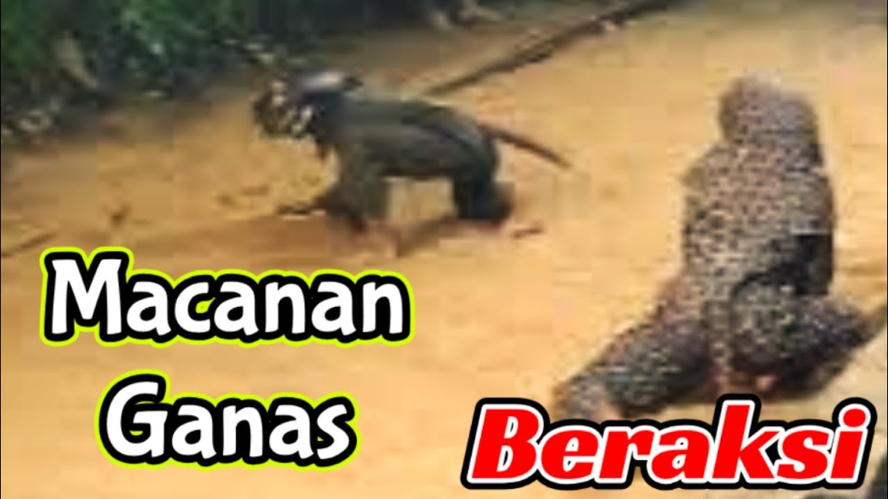 GUMBINGAN‼️MACANAN‼️BANTENGAN 