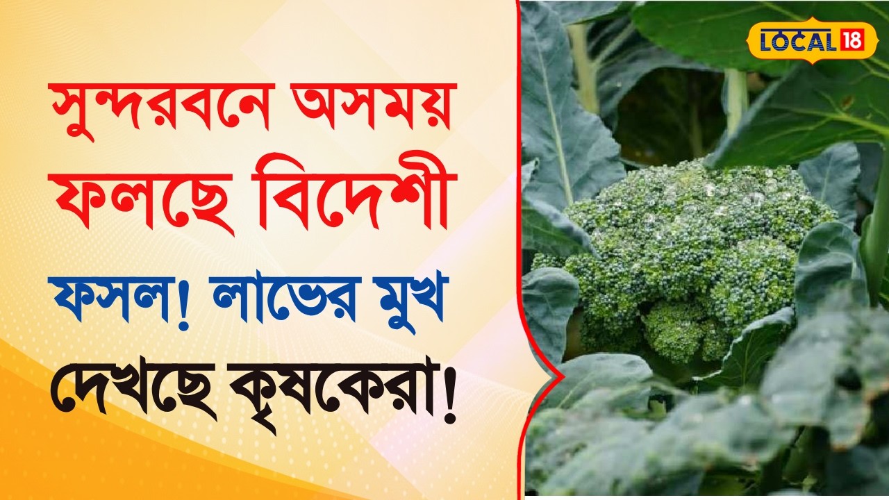 Bangla News | সুন্দরবনে অসময় ফলছে শীতের বিদেশী ফসল! লাভের মুখ দেখছে কৃষকেরা | #local18