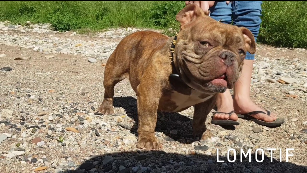 American Bully Micro Exotic 