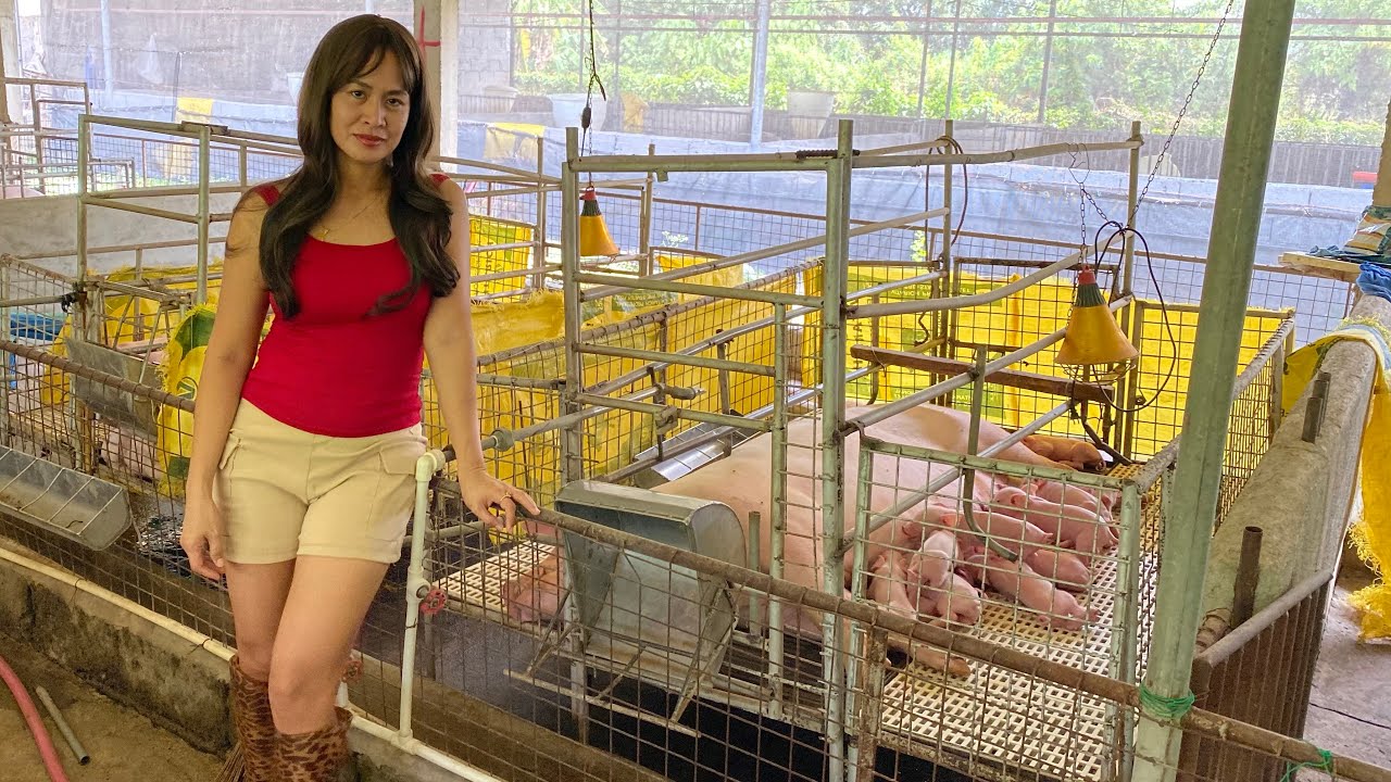 Dumadami na ang mga alaga kong baboy.