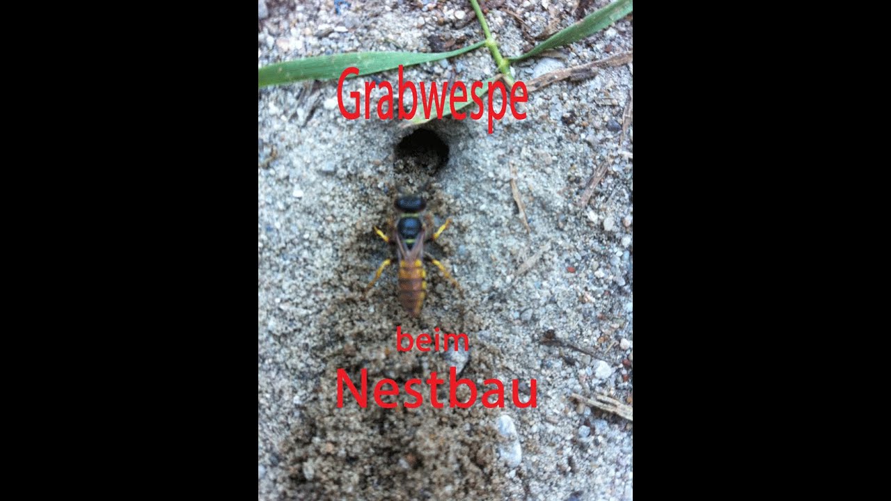 Grabwespe beim Nestbau