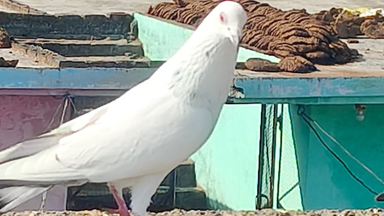 Only madrasi kabutar 🕊️👍😆❤️ 