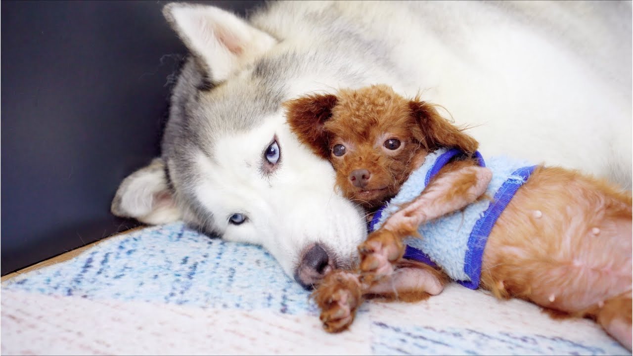 かっこいい友達ができて、甘えまくる桜ちゃん「ゴミ捨て場で拾った犬」