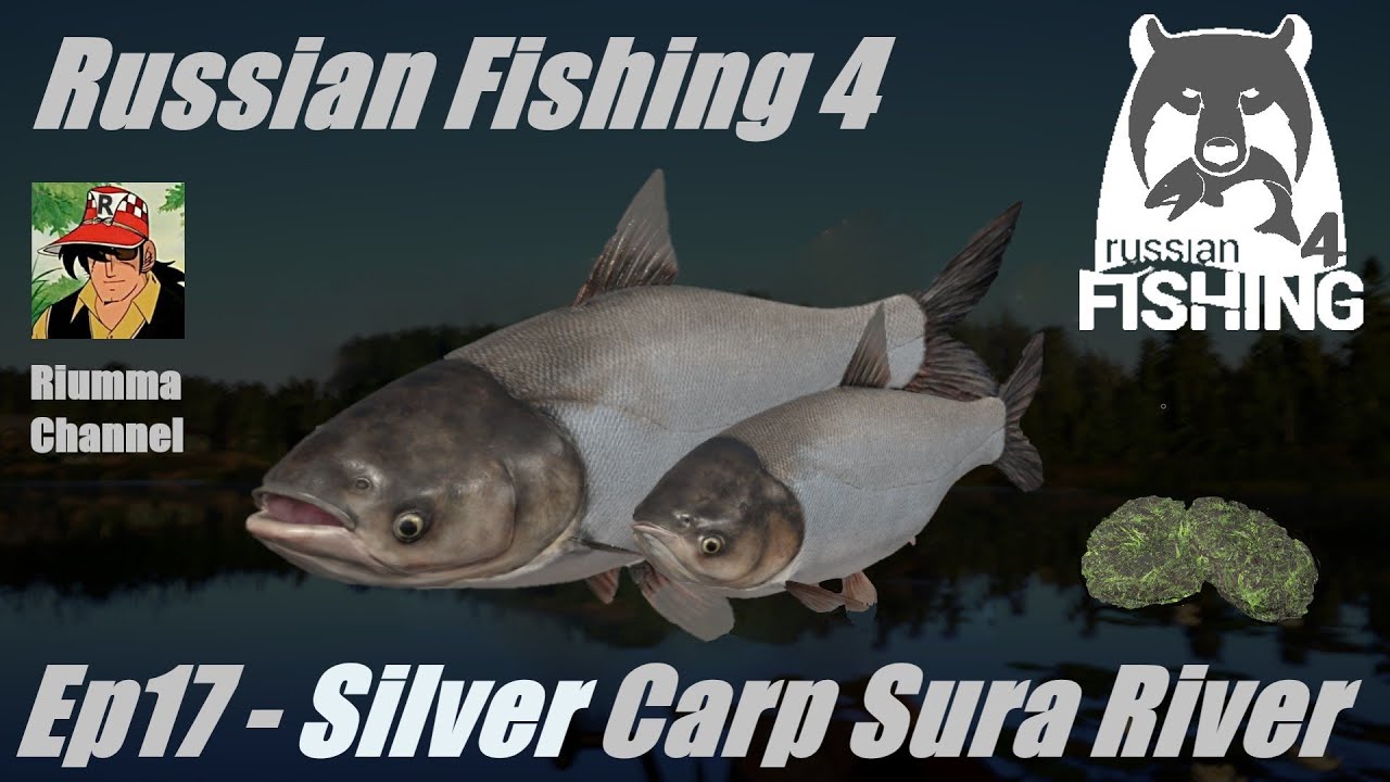 Russian Fishing 4 - Ep17 - Silver carp Sura River
