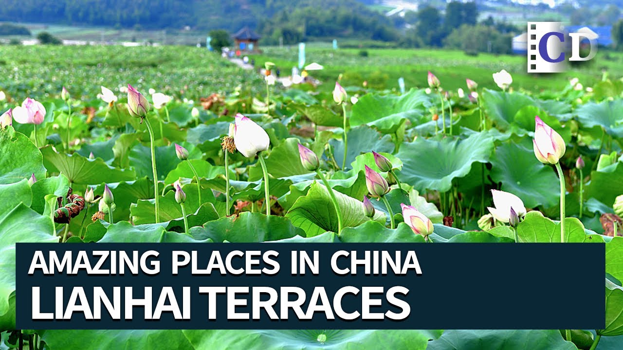 3,300 Hectares of Lotuses in Paddy Fields | Amazing Places in China