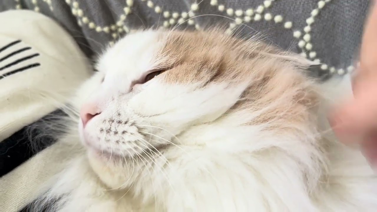 外は雪。もふもふのたてがみを撫でられているだけの休日の猫神様 ーSnowy day: Kohaku enjoys fluffy pets