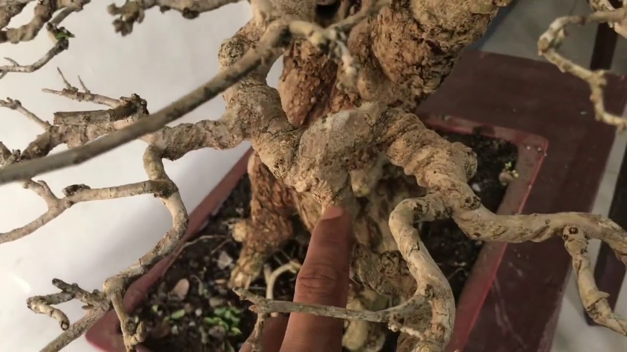 Basic Bonsai Lessons: Branch Placement 2nd Branch