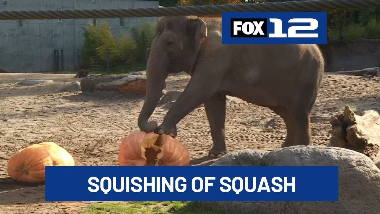 Oregon Zoo elephants demolish pumpkins in annual 'Squishing of the Squash'