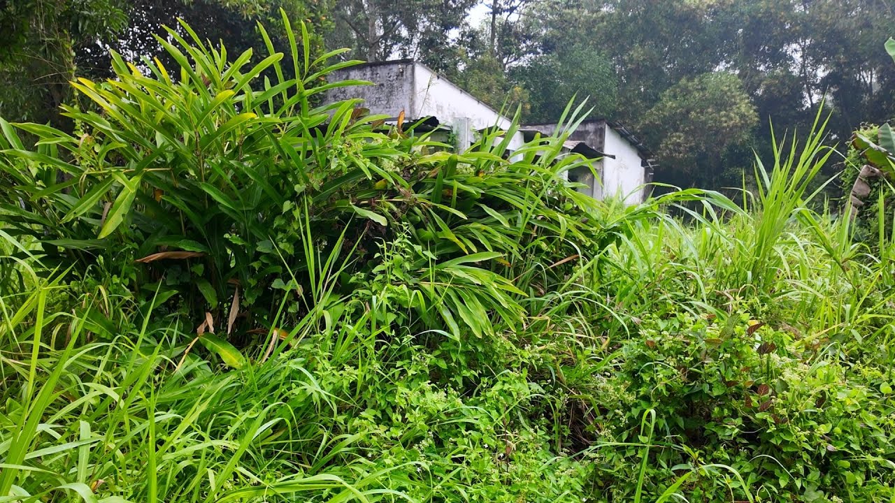 A Gate Sealed for 10 Years — What We Found Behind It Was Unbelievable (Part 02)