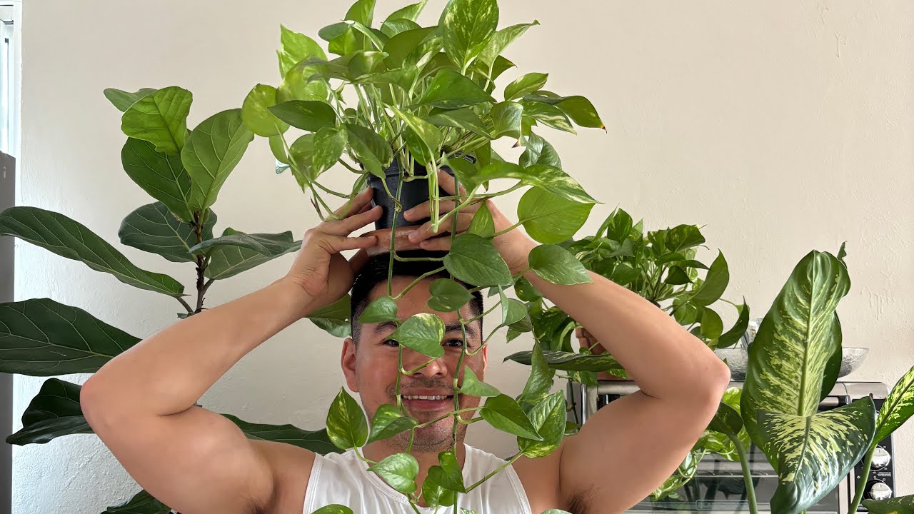 C&oacute;mo Reproducir/Propagar un Pothos &oacute; Planta Tel&eacute;fono.
