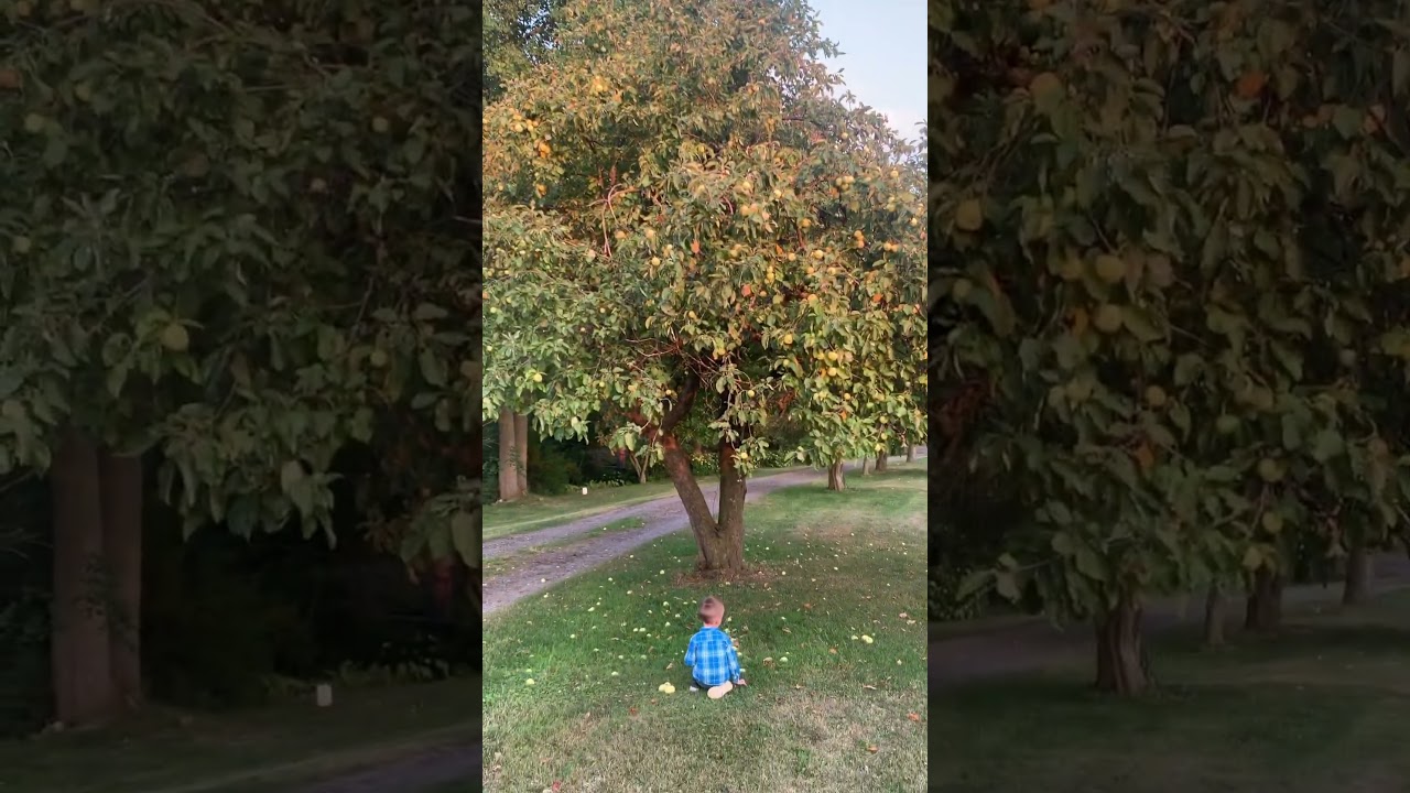 5th Generation Apple Tree